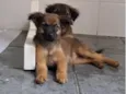 Lola