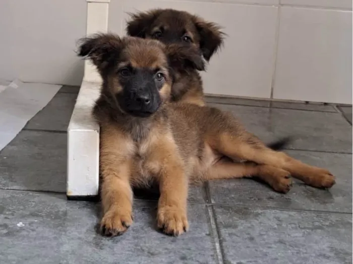 Cachorro ra a SRD-ViraLata idade 2 a 6 meses nome Lola