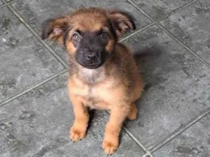 Cachorro raça SRD-ViraLata idade 2 a 6 meses nome Duda