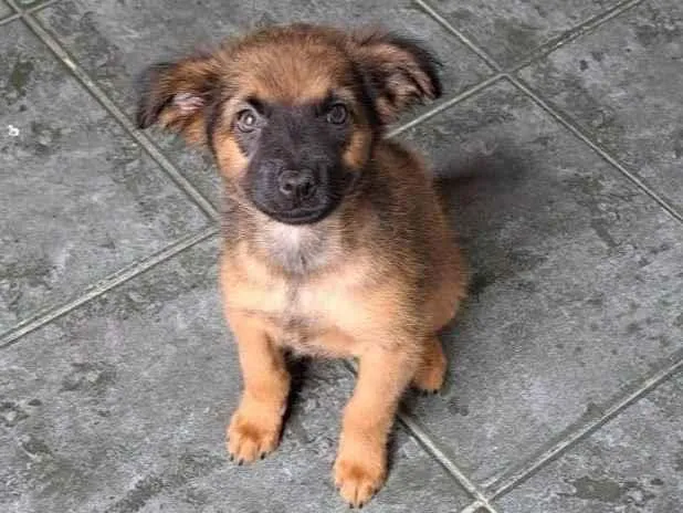 Cachorro ra a SRD-ViraLata idade 2 a 6 meses nome Duda
