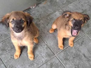Cachorro raça SRD-ViraLata idade 2 a 6 meses nome Lola