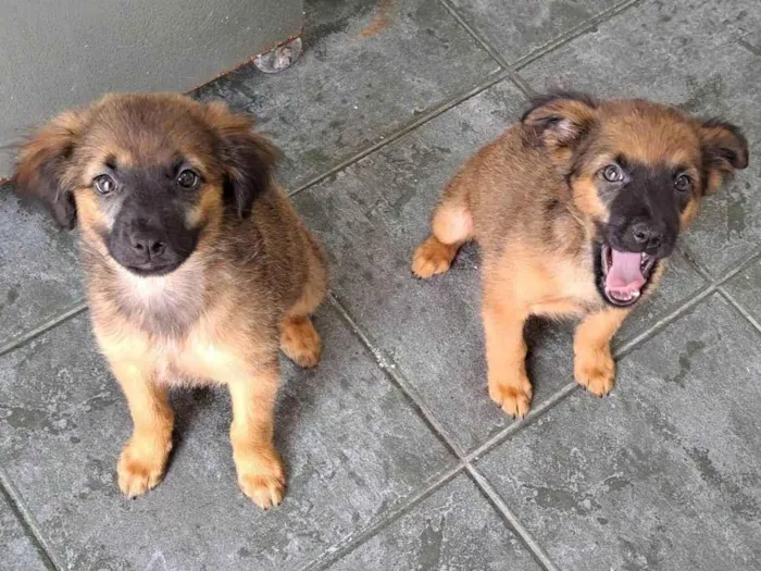 Cachorro ra a SRD-ViraLata idade 2 a 6 meses nome Lola