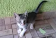 Gatinho 