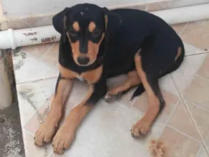 Cachorro raça SRD-ViraLata idade 2 a 6 meses nome Levadinha