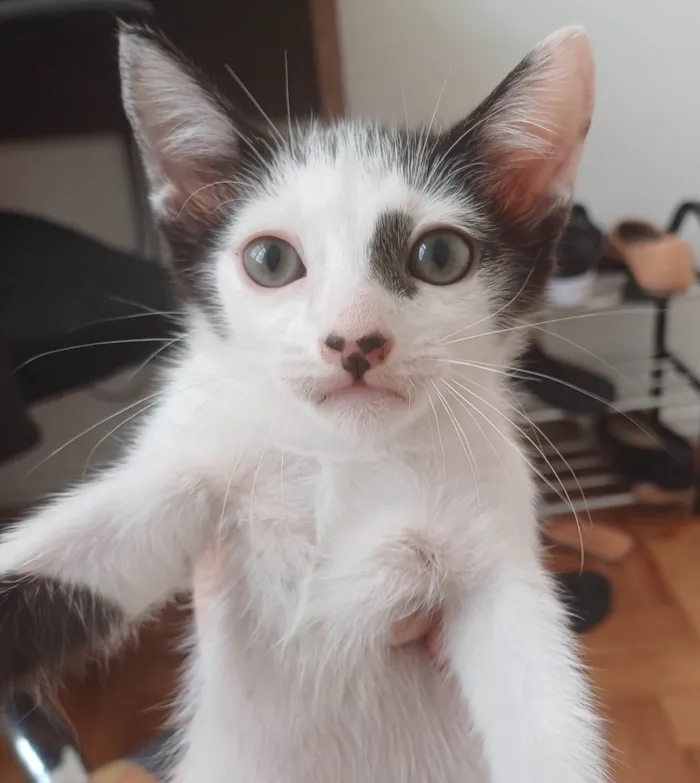 Gato ra a Srd idade 2 a 6 meses nome Enzo