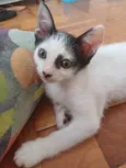 Enzo