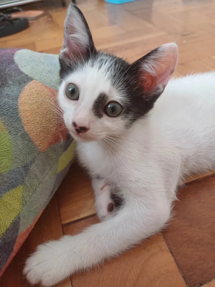 Gato ra a Srd idade 2 a 6 meses nome Enzo
