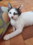 Enzo