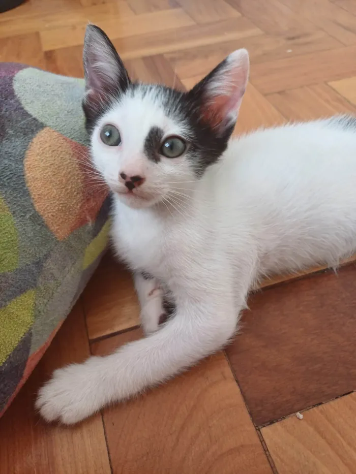 Gato ra a Srd idade 2 a 6 meses nome Enzo