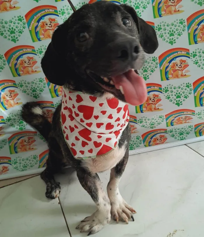 Cachorro ra a SRD-ViraLata idade 2 anos nome Pedro Vitor 