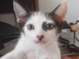 Enzo