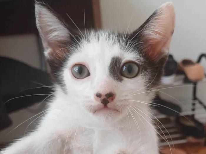 Gato ra a Srd idade 2 a 6 meses nome Enzo