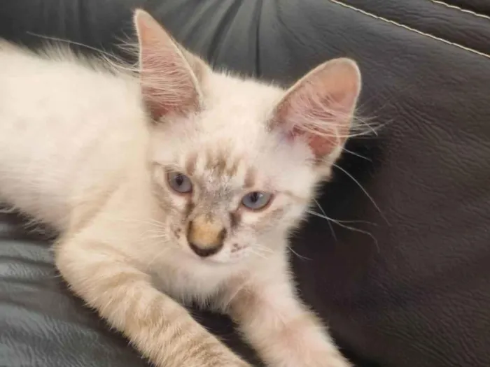 Gato ra a Srd idade 2 a 6 meses nome Duquesa