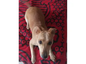 Cachorro raça SRD-ViraLata idade 7 a 11 meses nome Skey