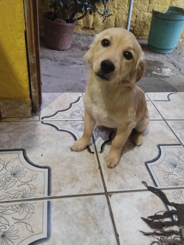 Cachorro ra a Salsicha idade 2 a 6 meses nome thor