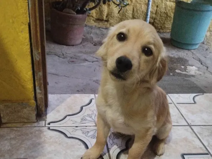 Cachorro ra a Salsicha idade 2 a 6 meses nome thor