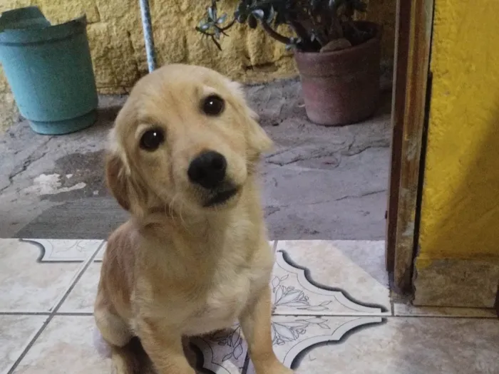 Cachorro ra a Salsicha idade 2 a 6 meses nome thor