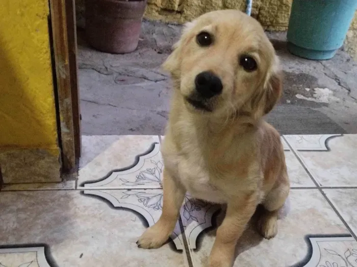 Cachorro ra a Salsicha idade 2 a 6 meses nome thor