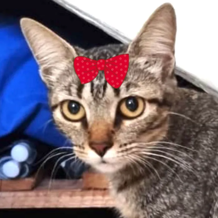 Gato ra a Mestica  idade 7 a 11 meses nome Bia 