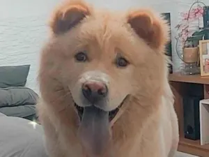 Cachorro raça Chow chow idade Abaixo de 2 meses nome Zeus