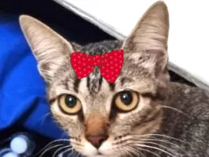 Gato raça Mestica  idade 7 a 11 meses nome Bia 