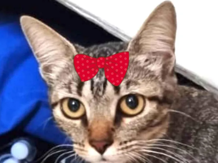Gato ra a Mestica  idade 7 a 11 meses nome Bia 