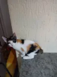 Safira