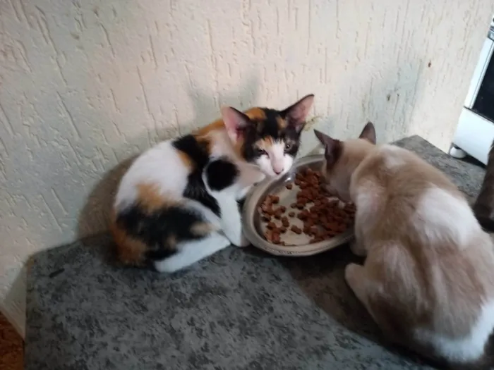 Gato ra a SRD-ViraLata idade 2 a 6 meses nome Safira