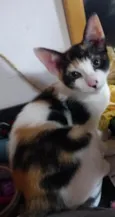 Safira