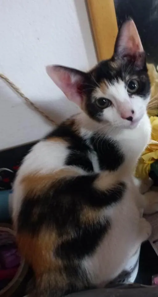 Gato ra a SRD-ViraLata idade 2 a 6 meses nome Safira