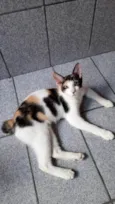 Safira
