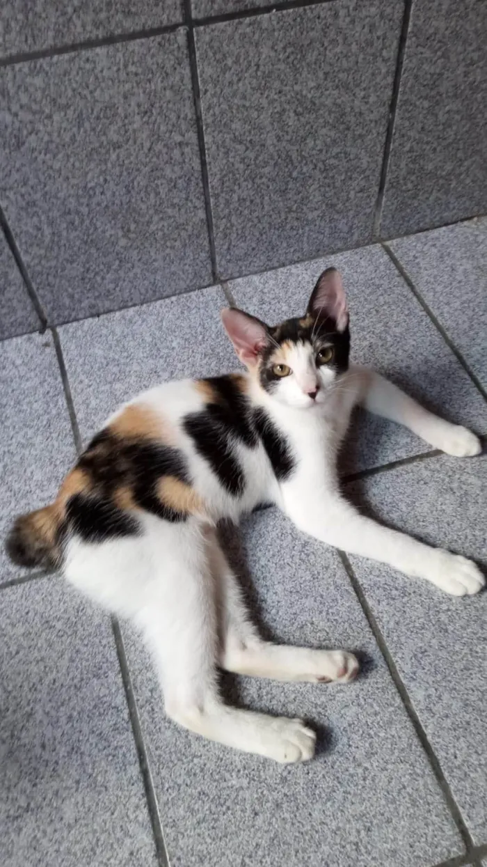 Gato ra a SRD-ViraLata idade 2 a 6 meses nome Safira