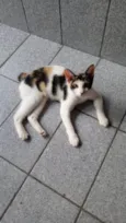 Safira