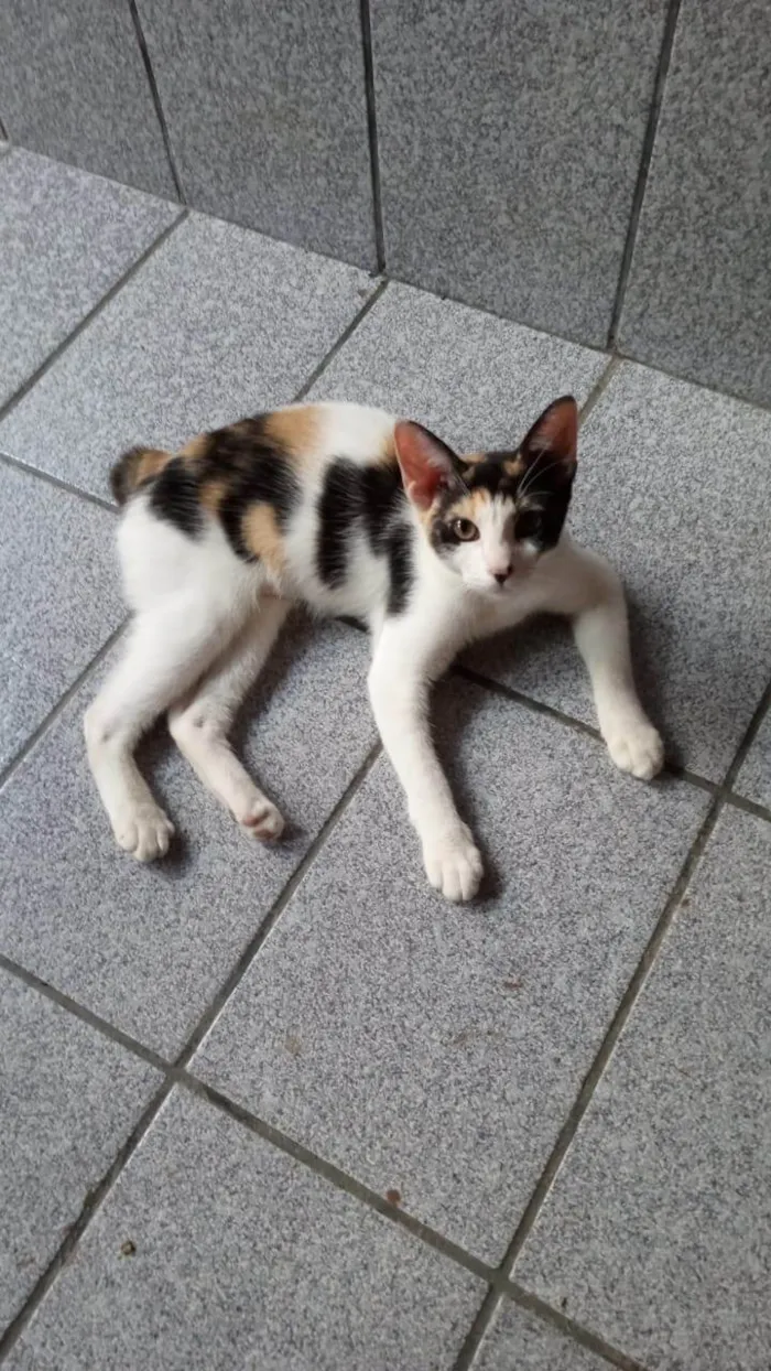 Gato ra a SRD-ViraLata idade 2 a 6 meses nome Safira