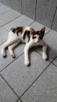 Safira