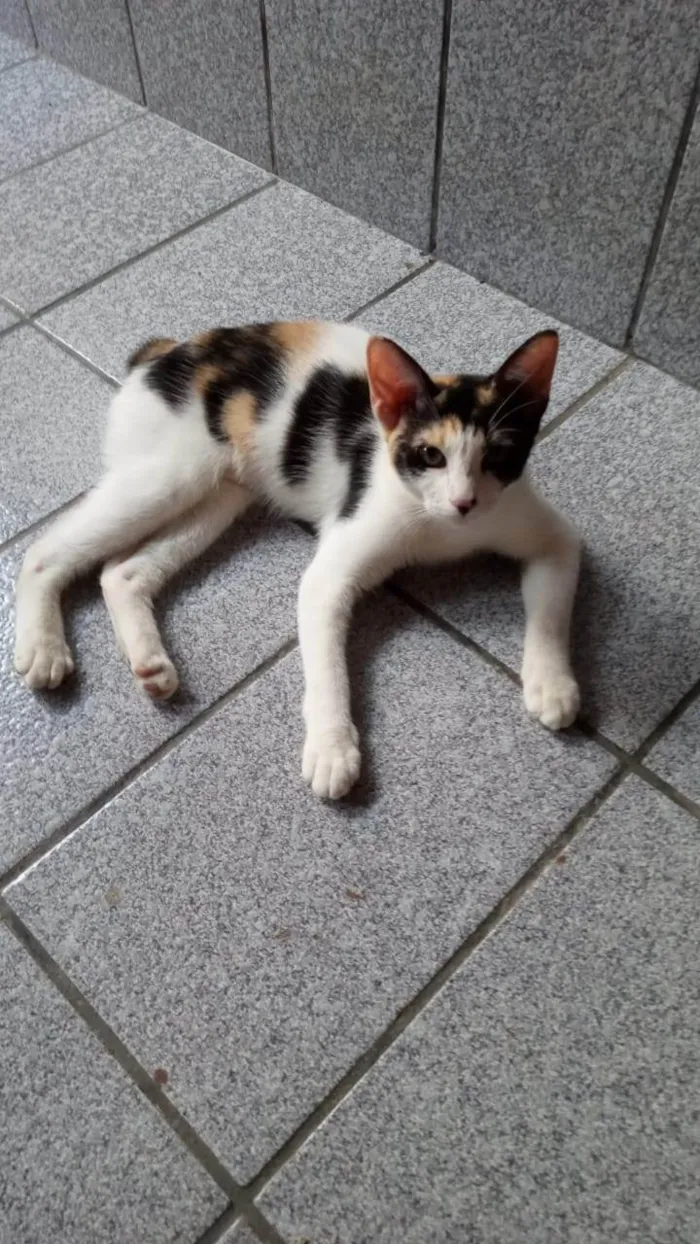 Gato ra a SRD-ViraLata idade 2 a 6 meses nome Safira