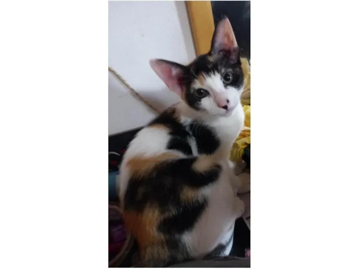 Gato ra a SRD-ViraLata idade 2 a 6 meses nome Safira