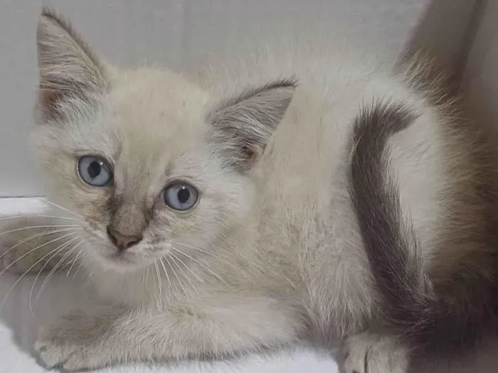 Gato ra a Siames idade Abaixo de 2 meses nome Siames peludo adocao