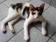 Safira