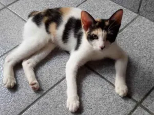 Gato raça SRD-ViraLata idade 2 a 6 meses nome Safira