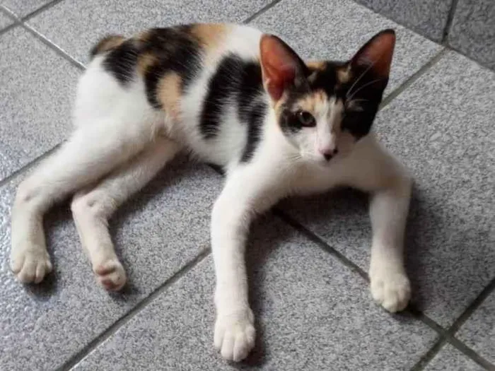 Gato ra a SRD-ViraLata idade 2 a 6 meses nome Safira