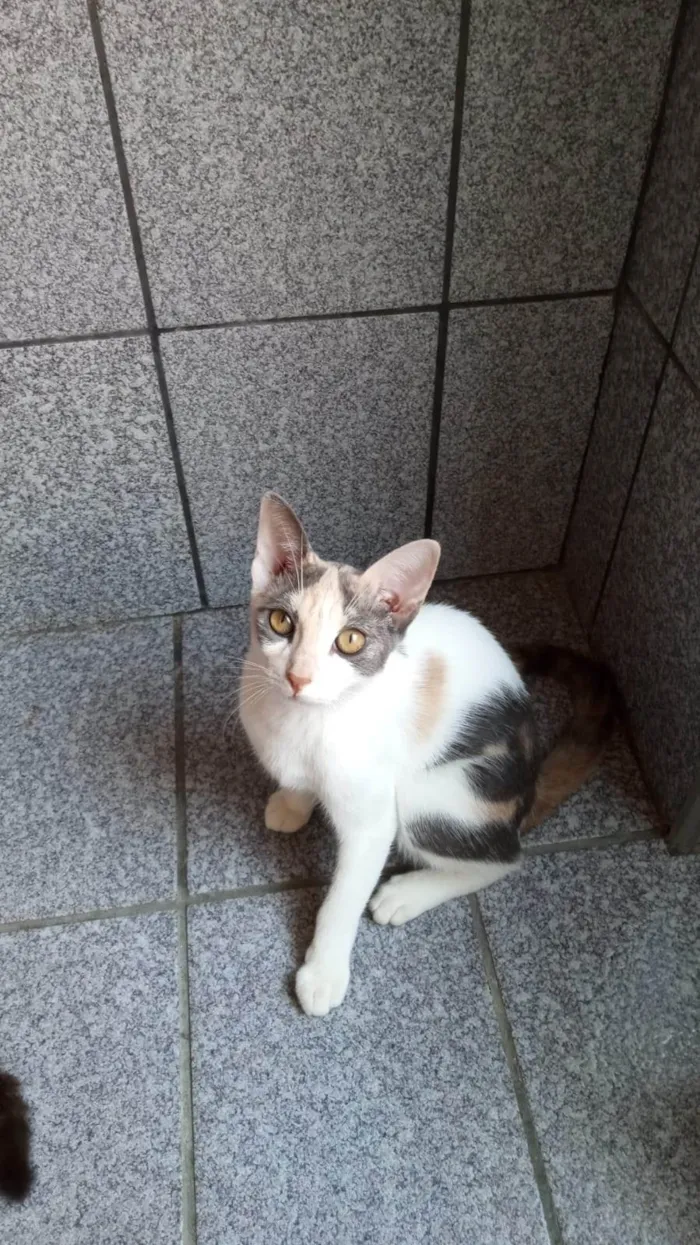 Gato ra a SRD-ViraLata idade 2 a 6 meses nome Flor