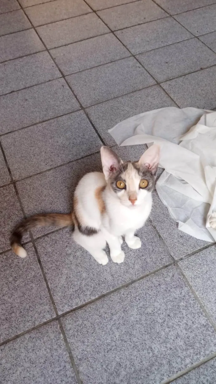 Gato ra a SRD-ViraLata idade 2 a 6 meses nome Flor