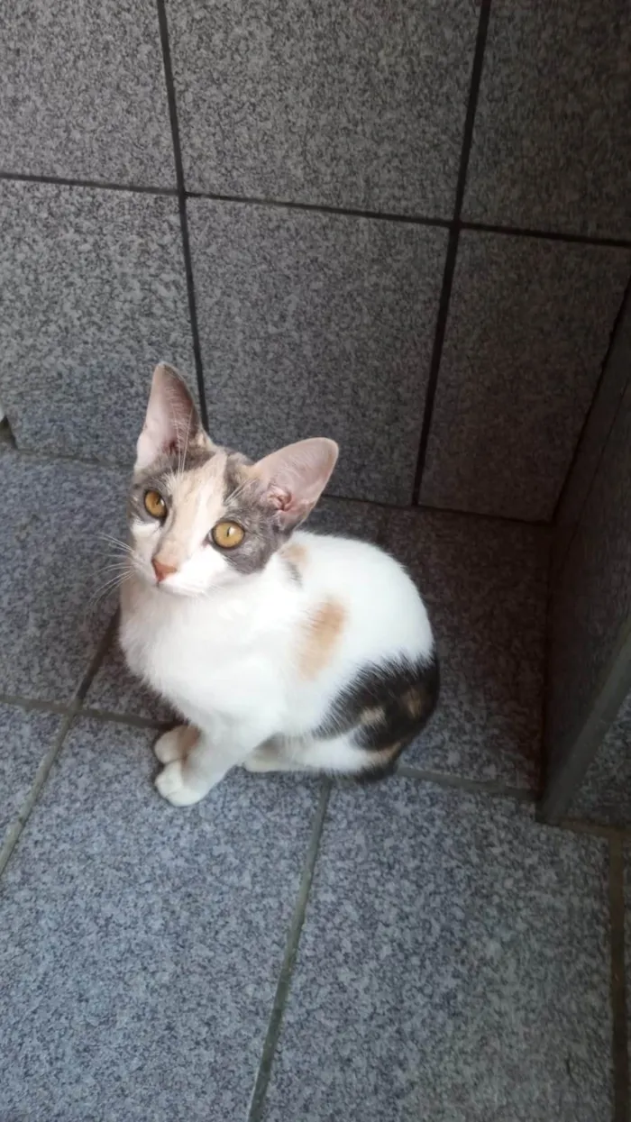Gato ra a SRD-ViraLata idade 2 a 6 meses nome Flor