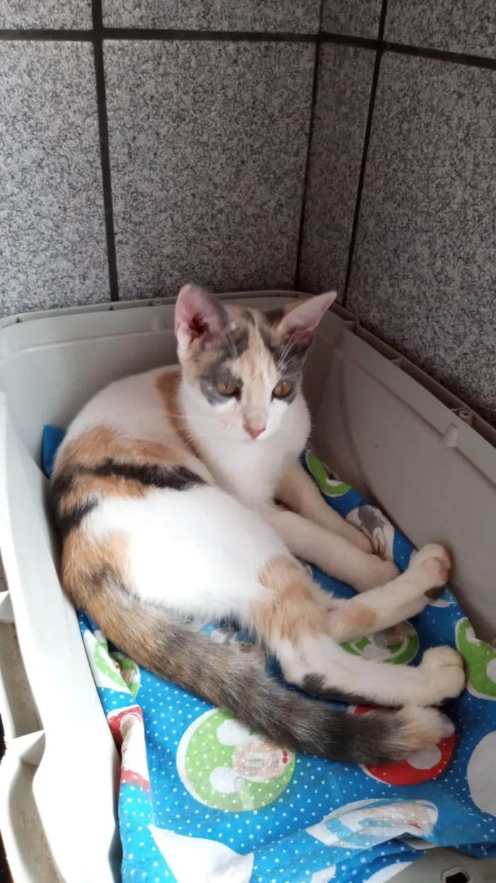 Gato ra a SRD-ViraLata idade 2 a 6 meses nome Flor