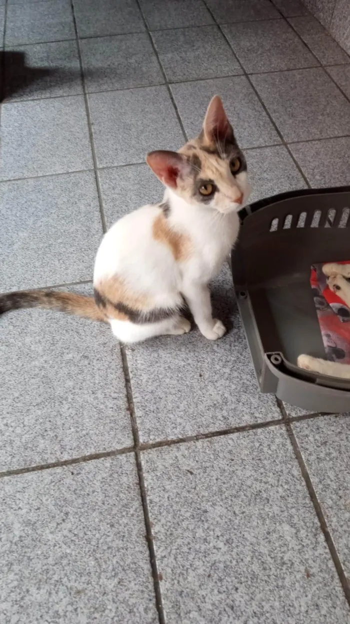 Gato ra a SRD-ViraLata idade 2 a 6 meses nome Flor