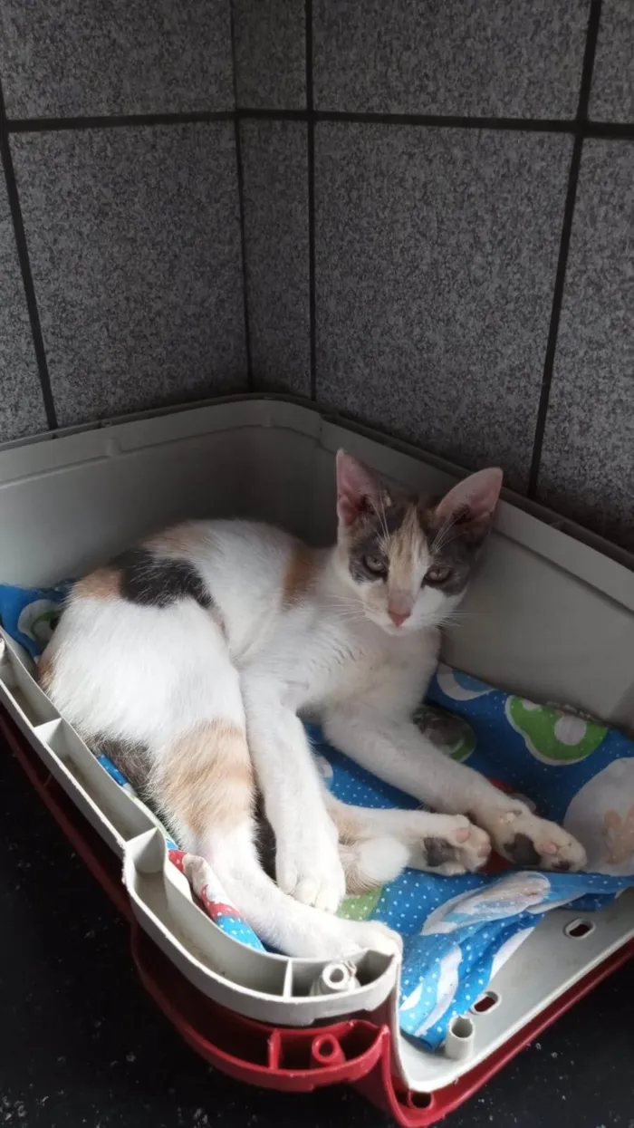 Gato ra a SRD-ViraLata idade 2 a 6 meses nome Flor