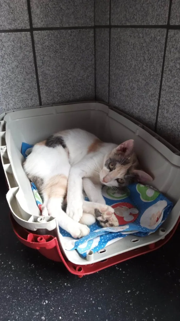 Gato ra a SRD-ViraLata idade 2 a 6 meses nome Flor