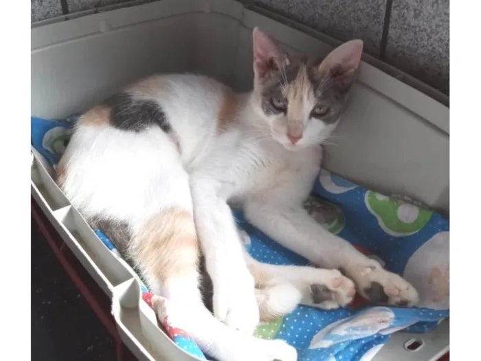 Gato ra a SRD-ViraLata idade 2 a 6 meses nome Flor