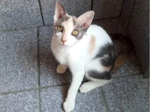 Gato raça SRD-ViraLata idade 2 a 6 meses nome Flor